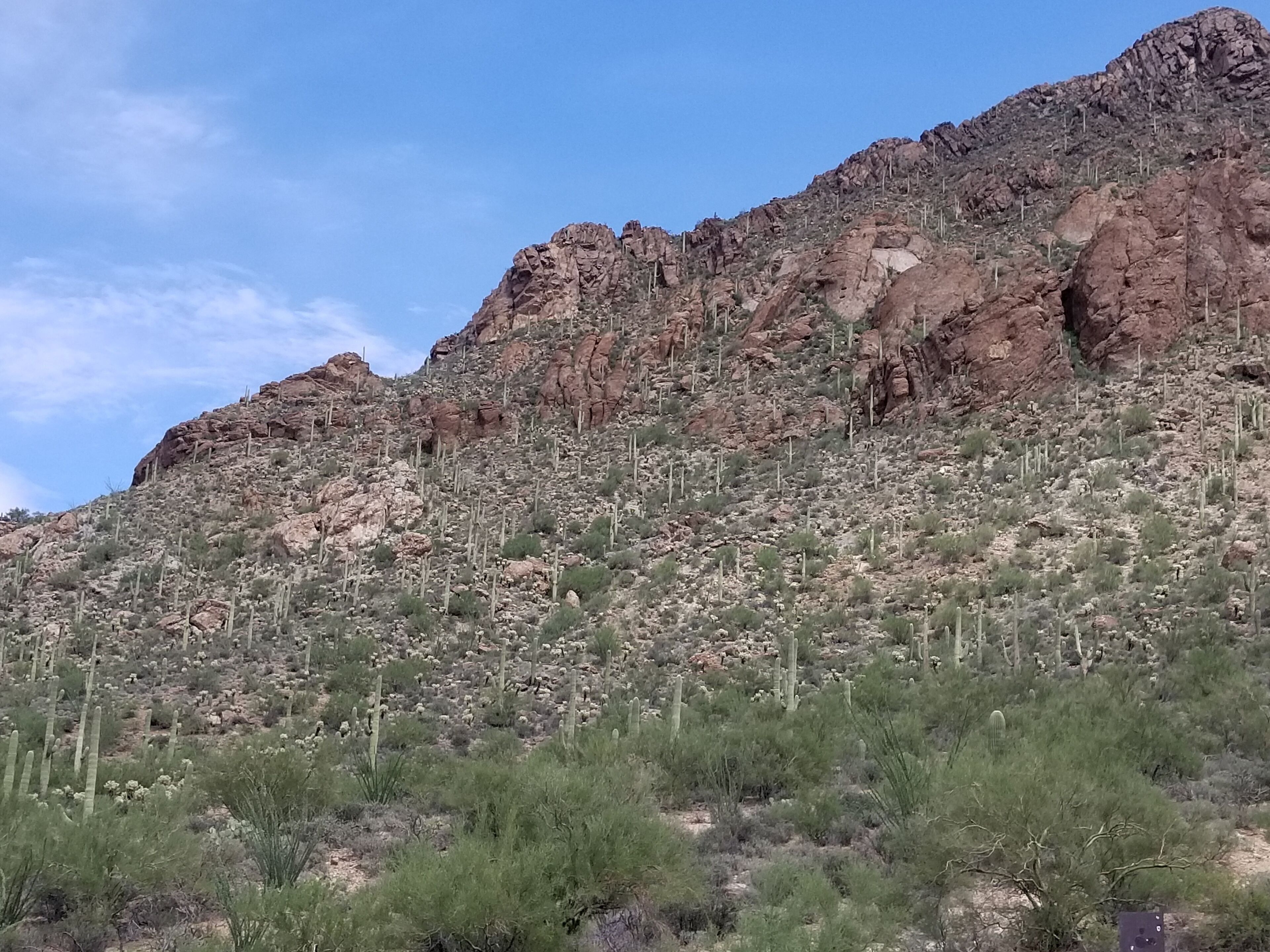 Saguaro National Park near Tucson, AZ #lifeatexpedia 