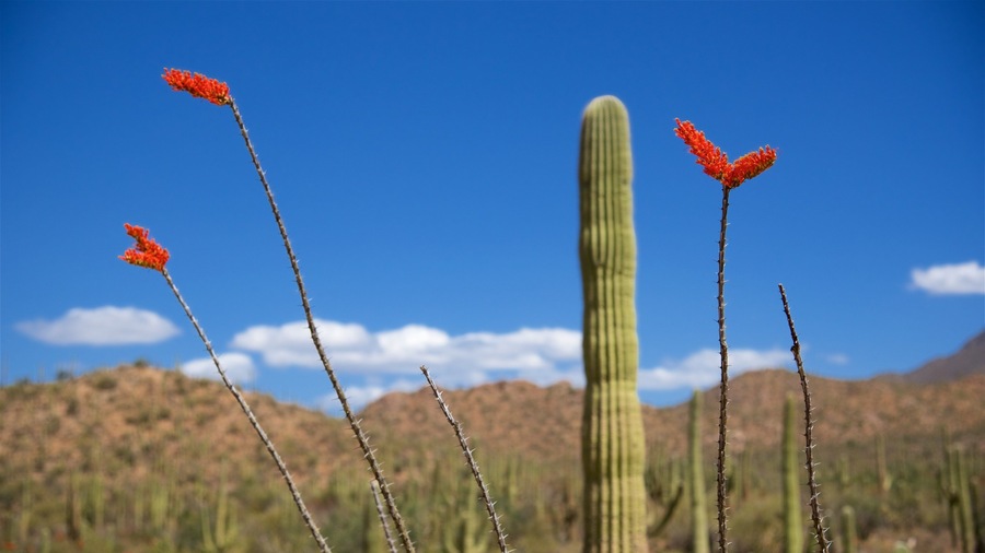 Saguaro National Park which includes desert views and wildflowers