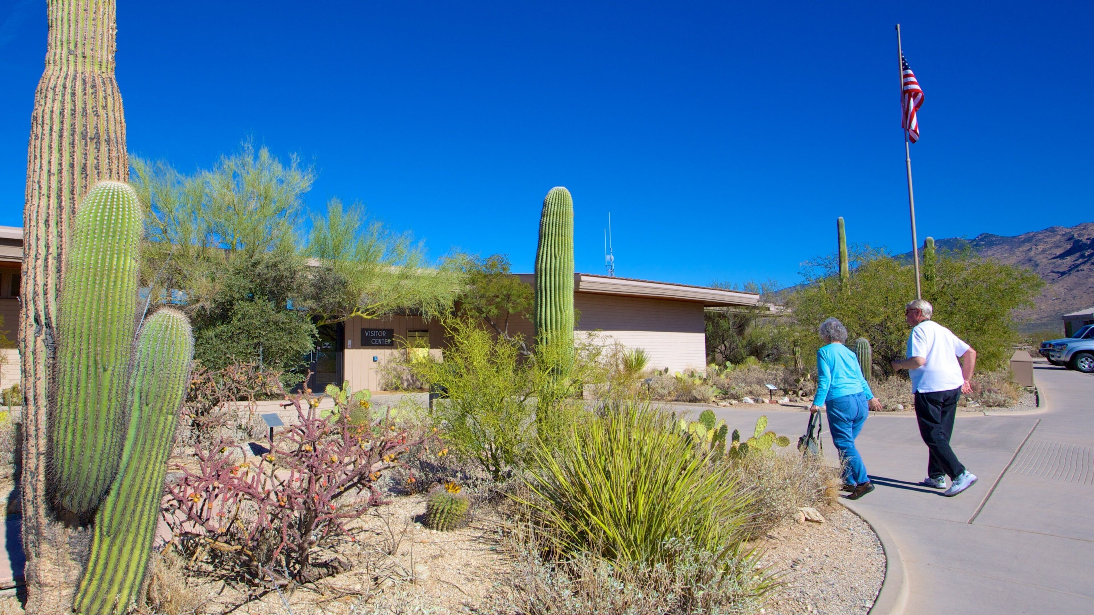 Saguaro National Park ofreciendo un parque y también una pareja
