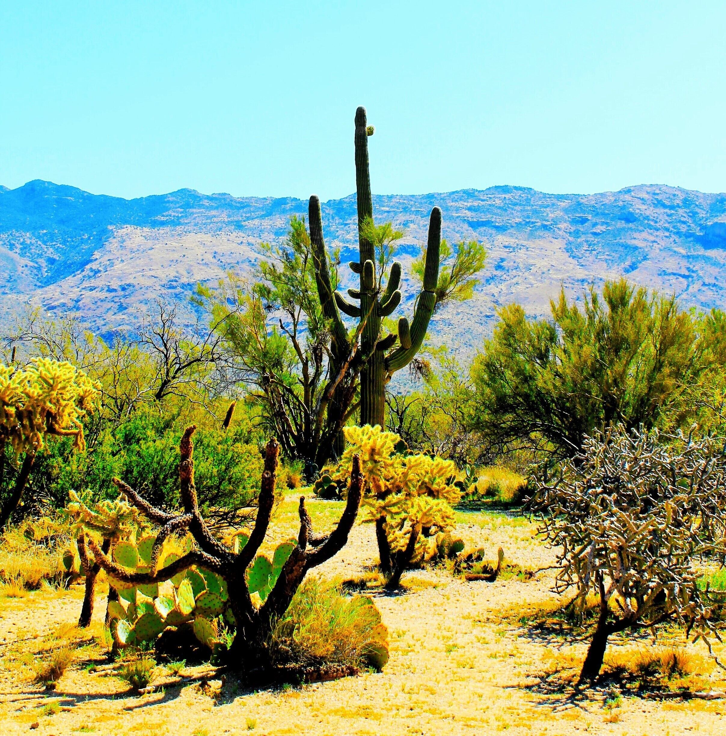 My bucket list is to explore all 59 National Parks in the US. So far, we've been lucky enough to visit over 30. Here's one of them.

Saguaro #nationalpark is home to the native Saguaro Cacti and houses the largest one in the world. They're recognizable for many reasons but to me because they were all over the Wiley Coyote/Roadrunner cartoons growing up. They're arms only start growing when they are 70 and only reach adulthood at the ripe age of 125. It is illegal to cut down a Saguaro  in the entire state of Arizona.

Want a lesson in Cactii and desert plant life? The tallest one is, of course, the Saguaro. The green tree to the right is a Palo Verde, the yellowish cactus directly in front is the jumping cholla, the cactus with the flat green pads are Prickly Pear, the tree to the left is Mesquite and in the background you can see the branches of an Ocotillo. 