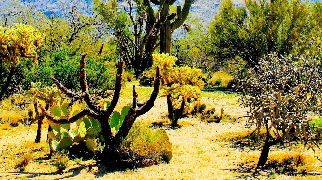 My bucket list is to explore all 59 National Parks in the US. So far, we've been lucky enough to visit over 30. Here's one of them.
Saguaro #nationalpark is home to the native Saguaro Cacti and houses the largest one in the world. They're recognizable for many reasons but to me because they were all over the Wiley Coyote/Roadrunner cartoons growing up. They're arms only start growing when they are 70 and only reach adulthood at the ripe age of 125. It is illegal to cut down a Saguaro in the entire state of Arizona.
Want a lesson in Cactii and desert plant life? The tallest one is, of course, the Saguaro. The green tree to the right is a Palo Verde, the yellowish cactus directly in front is the jumping cholla, the cactus with the flat green pads are Prickly Pear, the tree to the left is Mesquite and in the background you can see the branches of an Ocotillo.