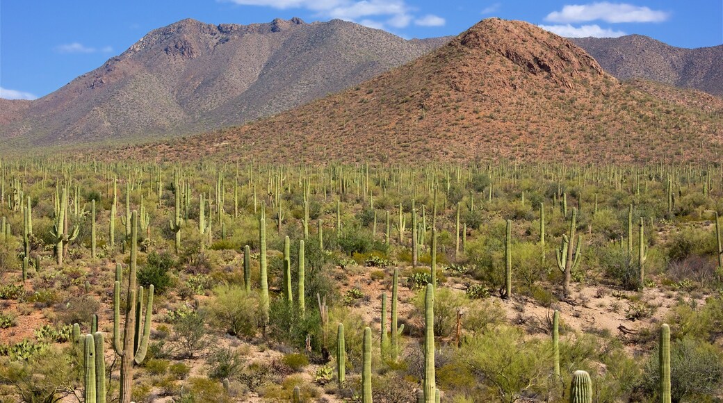 Saguaro National Park featuring desert views and mountains