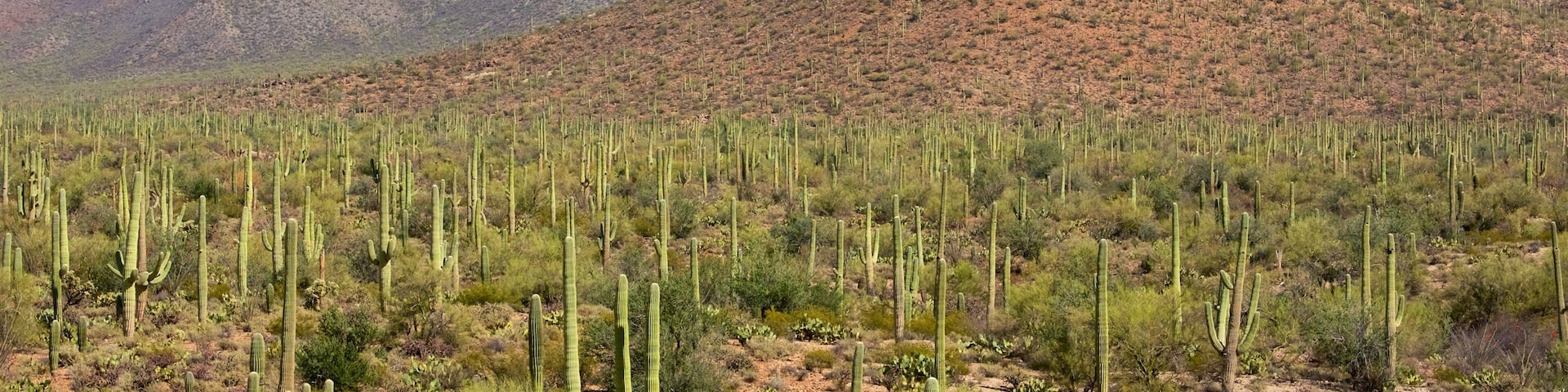 Saguaro National Park featuring desert views and mountains