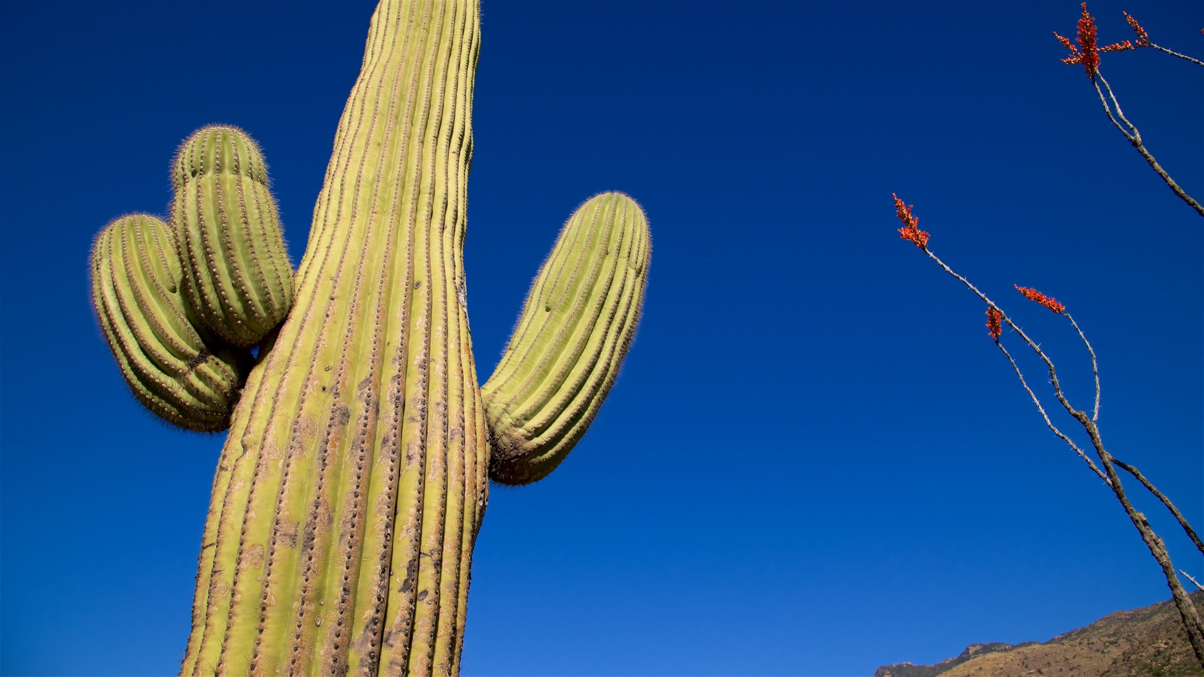 Saguaro National Park