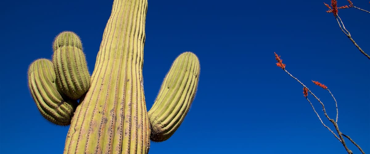 Saguaro National Park featuring desert views