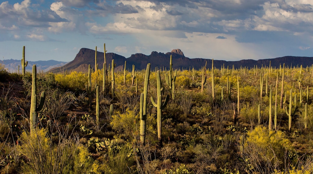 Saguaro National Park, Arizona.