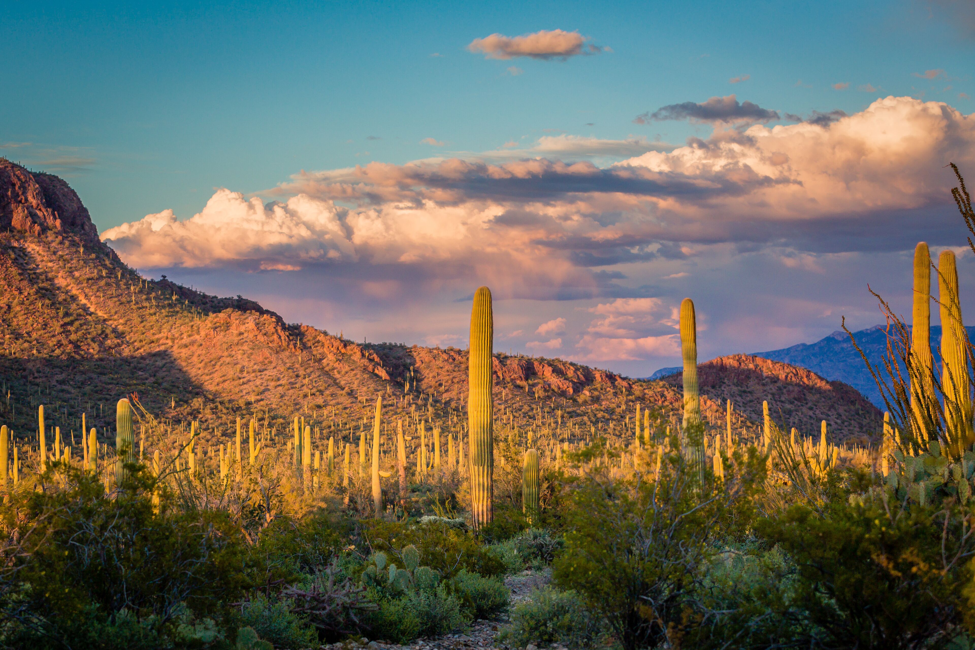 Saguaro Na.tional Park bathed in golden afternoon light.