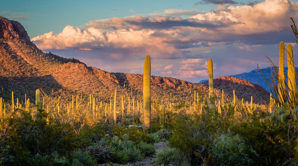 Saguaro Na.tional Park bathed in golden afternoon light.