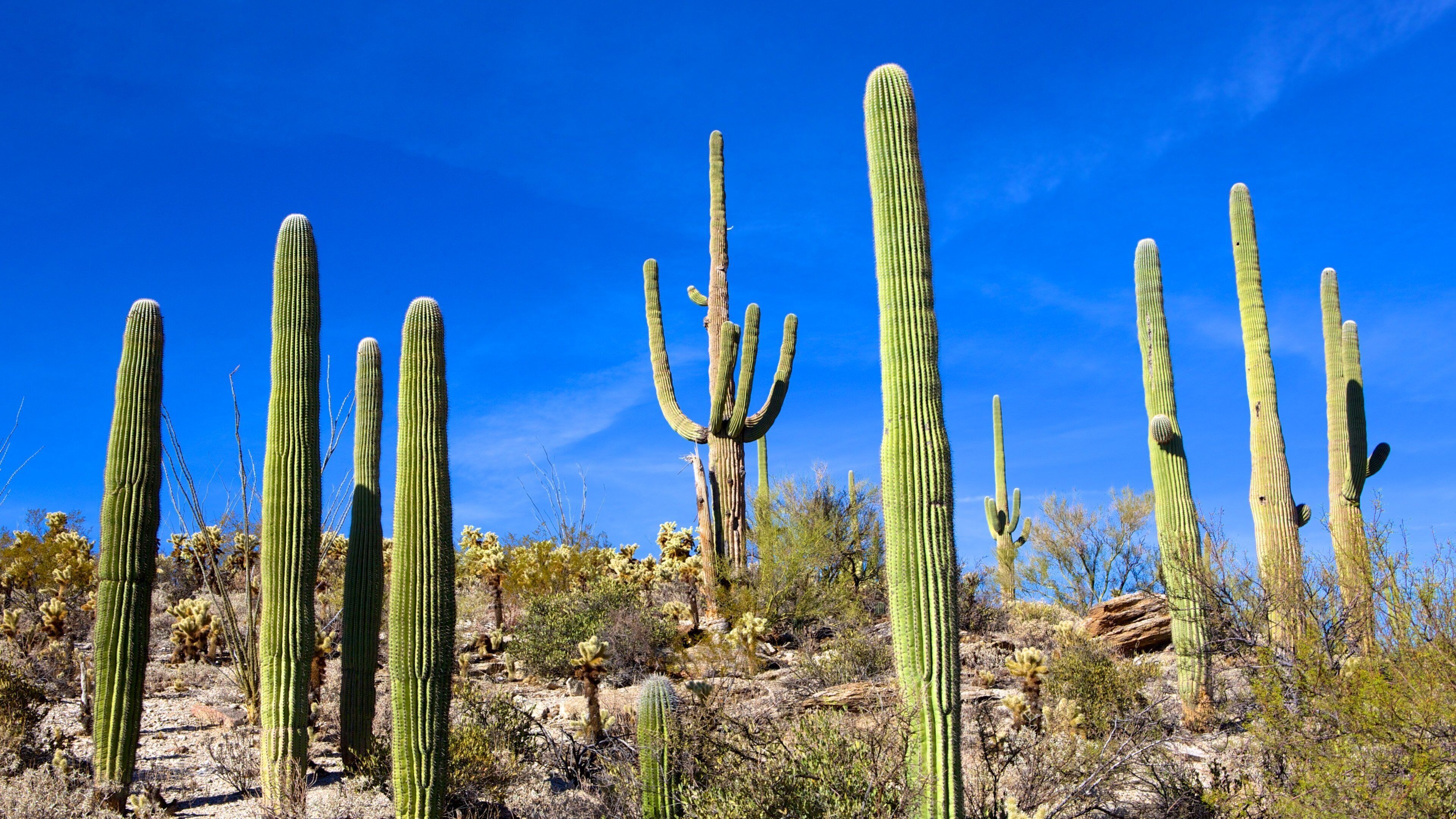 Saguaro National Park showing desert views