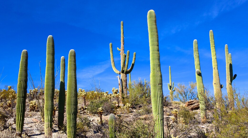 Saguaro National Park showing desert views