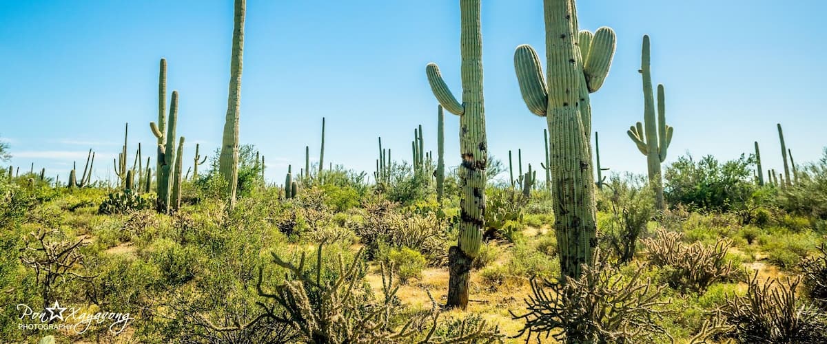 Beautiful cactus everywhere!
