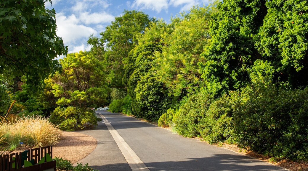 Adelaide Botanic Gardens
