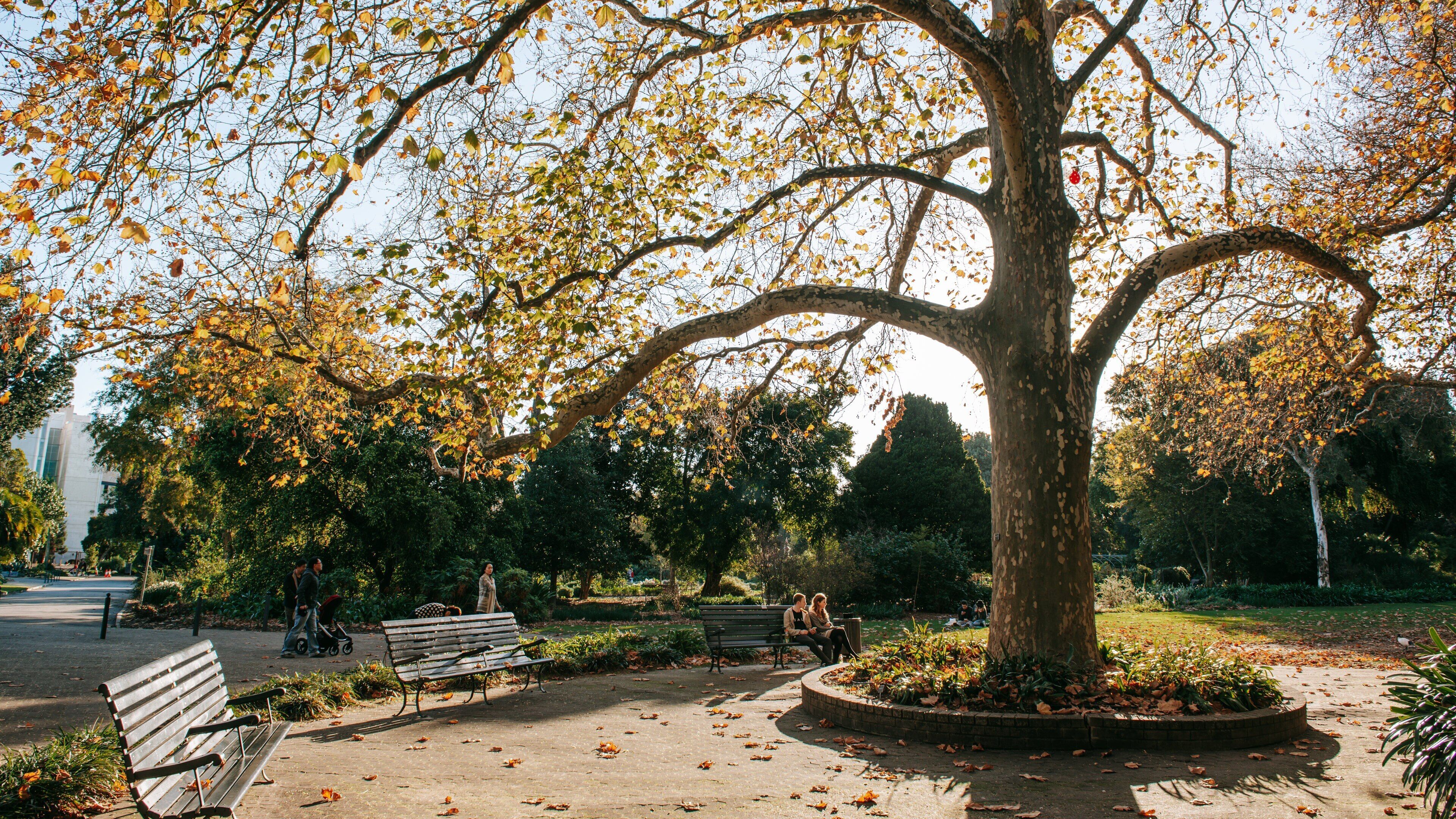 Adelaide Botanic Gardens showing a garden as well as a couple