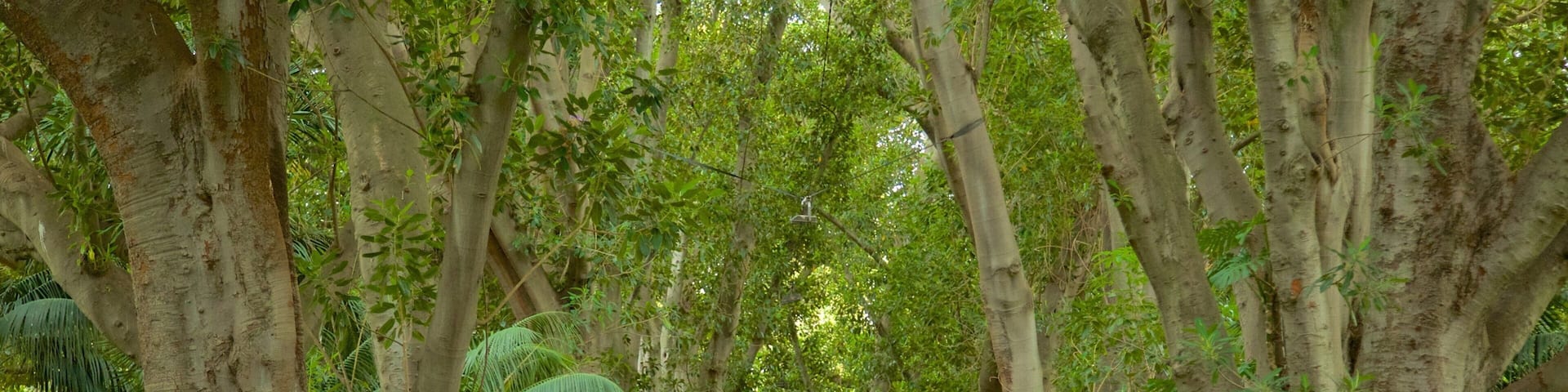 阿德雷德植物園 呈现出 森林