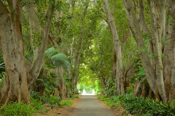 Jardins botaniques d\'Adelaide montrant forĂȘts