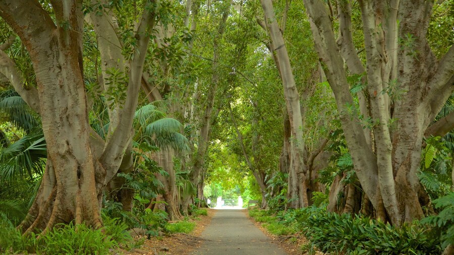 Adelaide Botanic Gardens featuring forest scenes