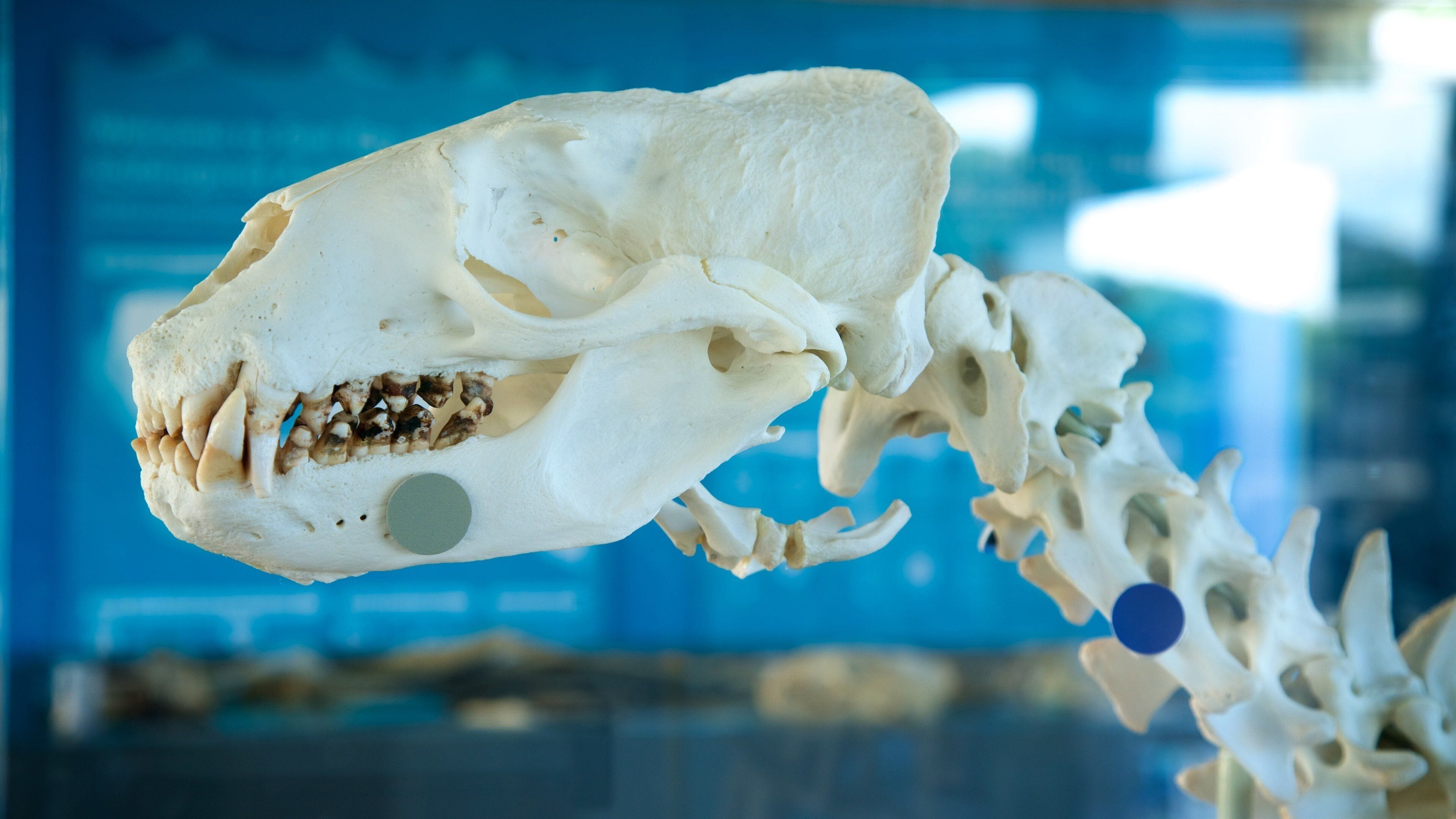 Seddon showing interior views and heritage elements