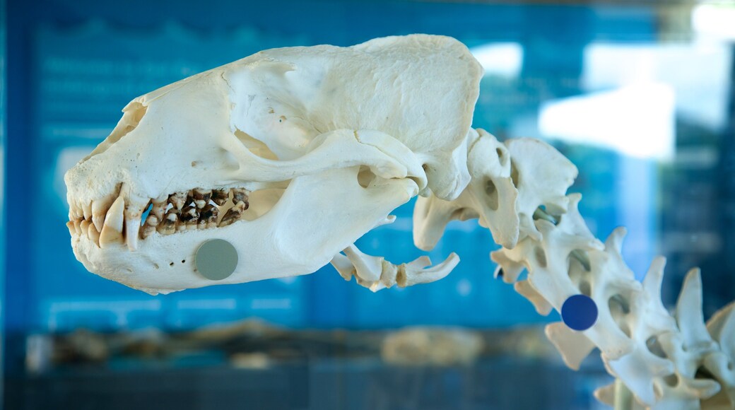 Seddon showing interior views and heritage elements