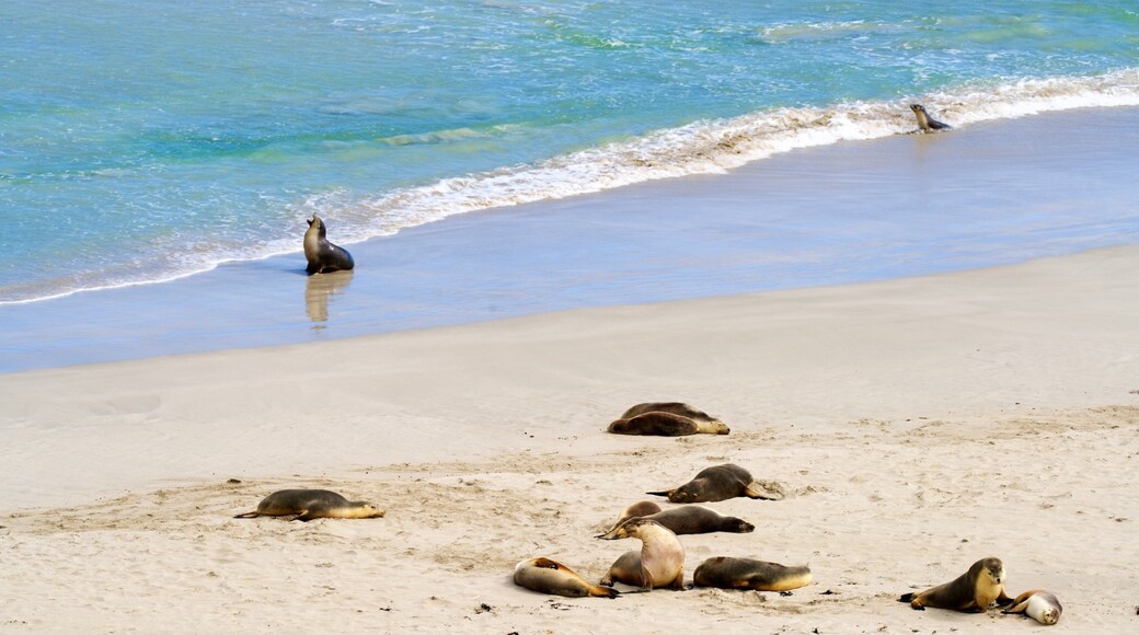 Seal Bay Conservation Park showing general coastal views, marine life and a sandy beach
