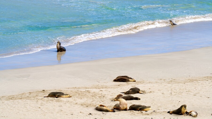 Seal Bay Conservation Park showing general coastal views, marine life and a sandy beach
