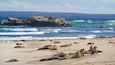Une plage de sable où l’on peut observer des otaries et des oiseaux, des affleurements rocheux et des vagues en arrière-plan.