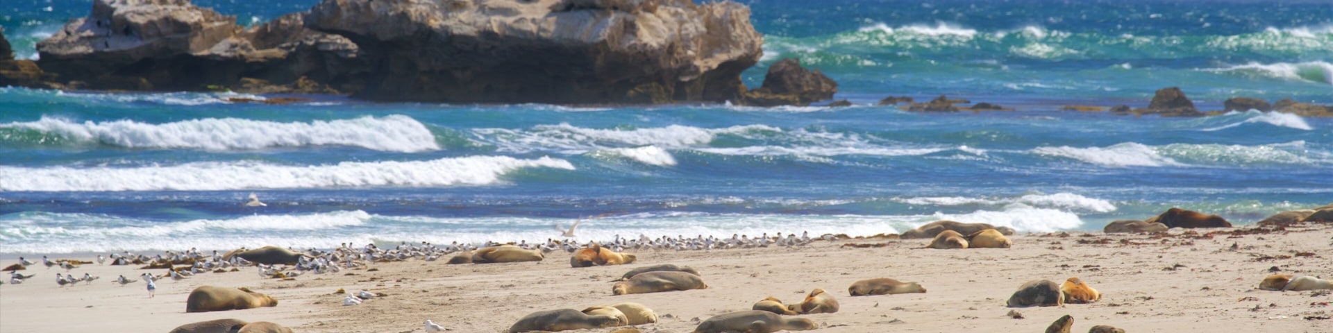 Seddon ofreciendo vista general a la costa, una playa de arena y vida marina