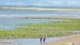 Une plage avec des algues vertes et des rochers, une personne qui marche, et une côte lointaine.