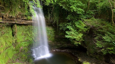 Glencar Waterfall showing forests, a waterfall and a lake or waterhole