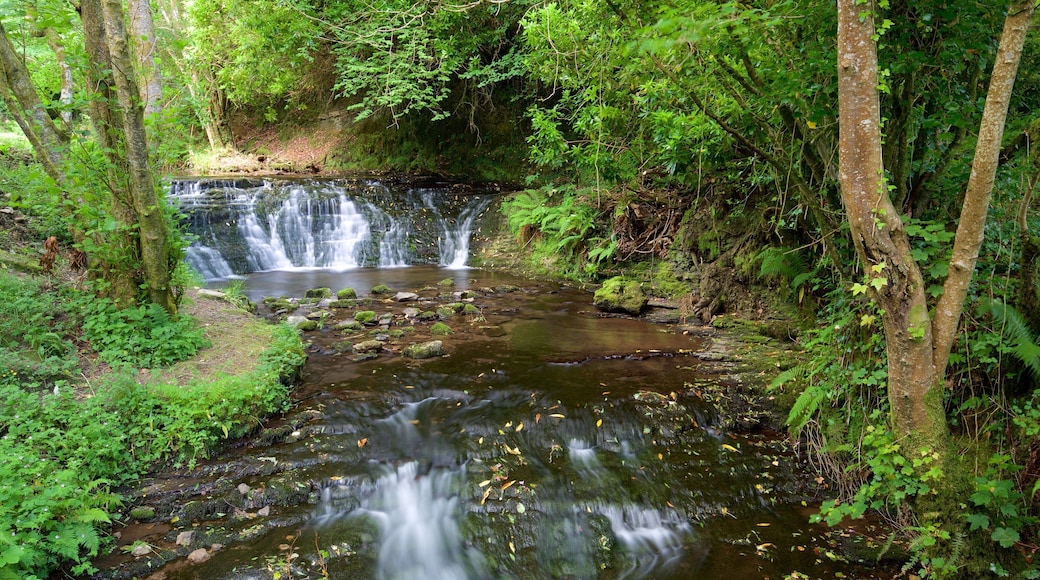 Glencar Waterfall showing tranquil scenes, a river or creek and forest scenes