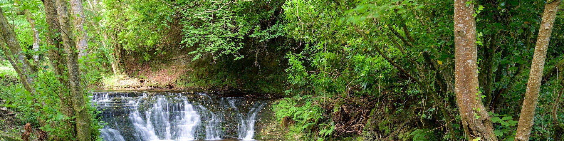 Cascade de Glencar montrant forĂȘts, scĂšnes tranquilles et riviĂšre ou ruisseau