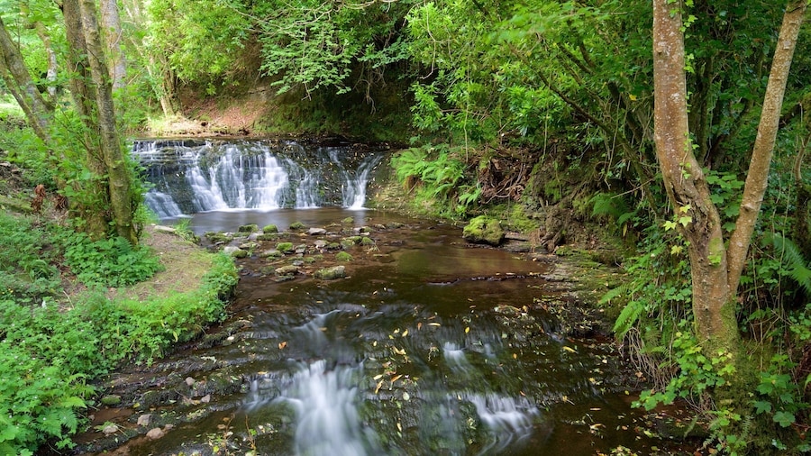 Glencar Waterfall showing tranquil scenes, forests and a river or creek