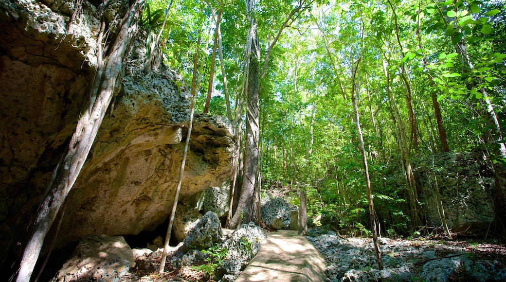 Green Grotto Caves showing rainforest and caves
