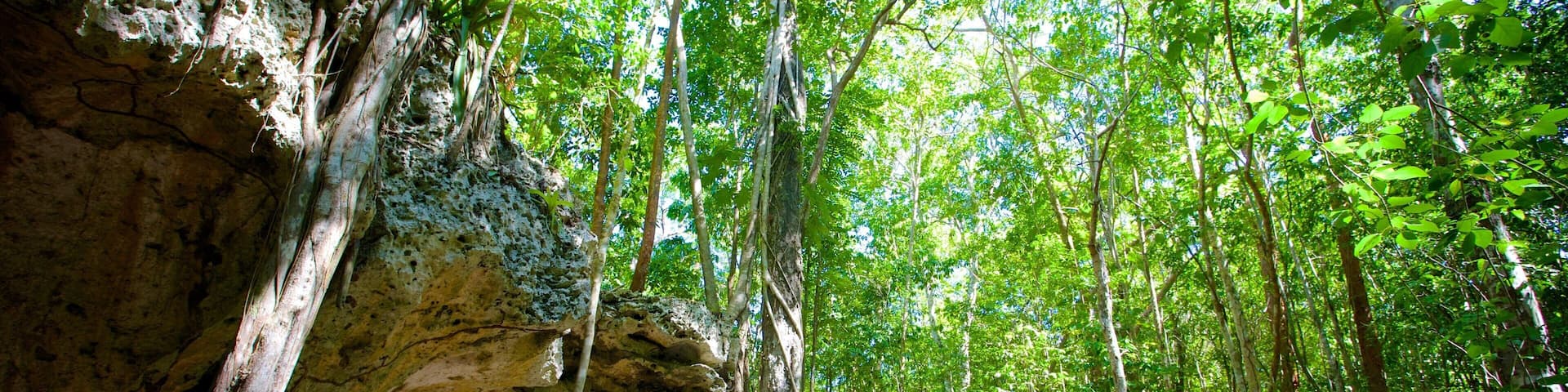 Green Grotto Caves showing rainforest and caves