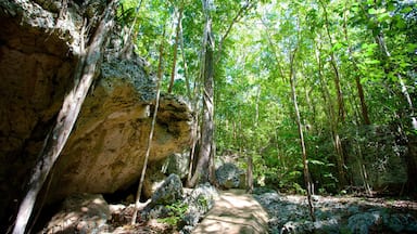 Green Grotto Caves showing rainforest and caves