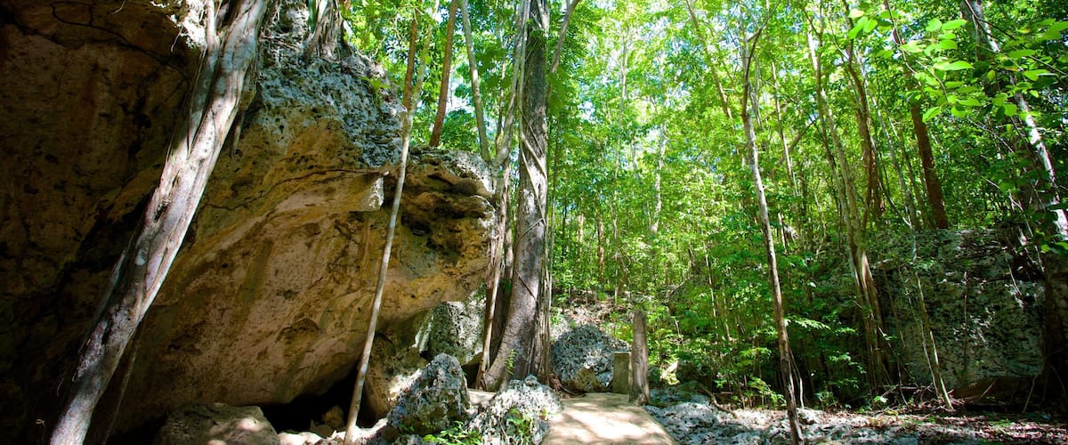 A forested area with a large rock formation and a path leading through it.