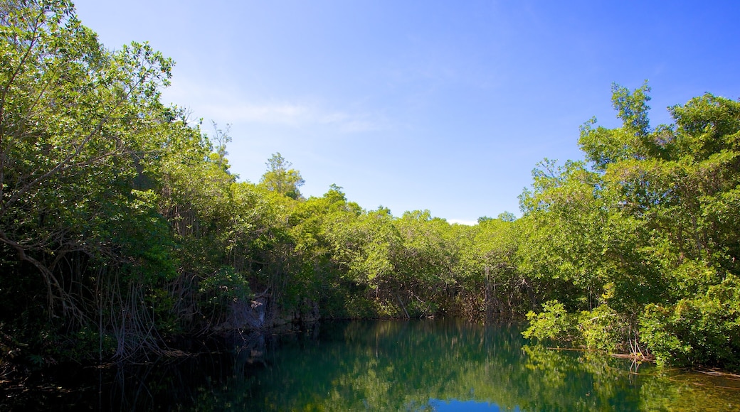 Green Grotto Caves showing a lake or waterhole and forest scenes
