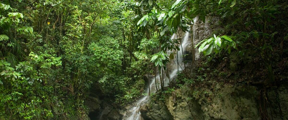 Somerset Falls montrant forĂȘt vierge, riviĂšre ou ruisseau et chute d\'eau