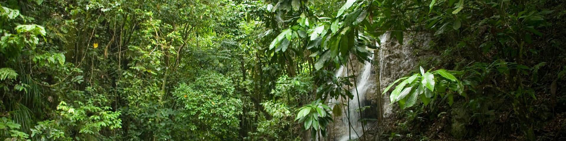 Somerset Falls which includes a waterfall, a river or creek and rainforest