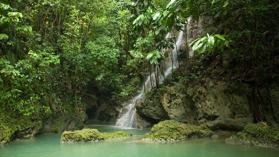 Somerset Falls which includes rainforest, a cascade and a river or creek