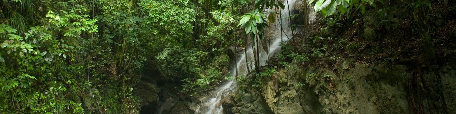 Somerset Falls featuring a waterfall, a river or creek and rainforest