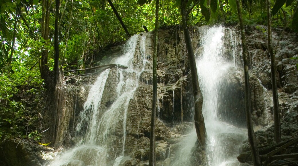Somerset Falls som inkluderer fossefall og skoglandskap
