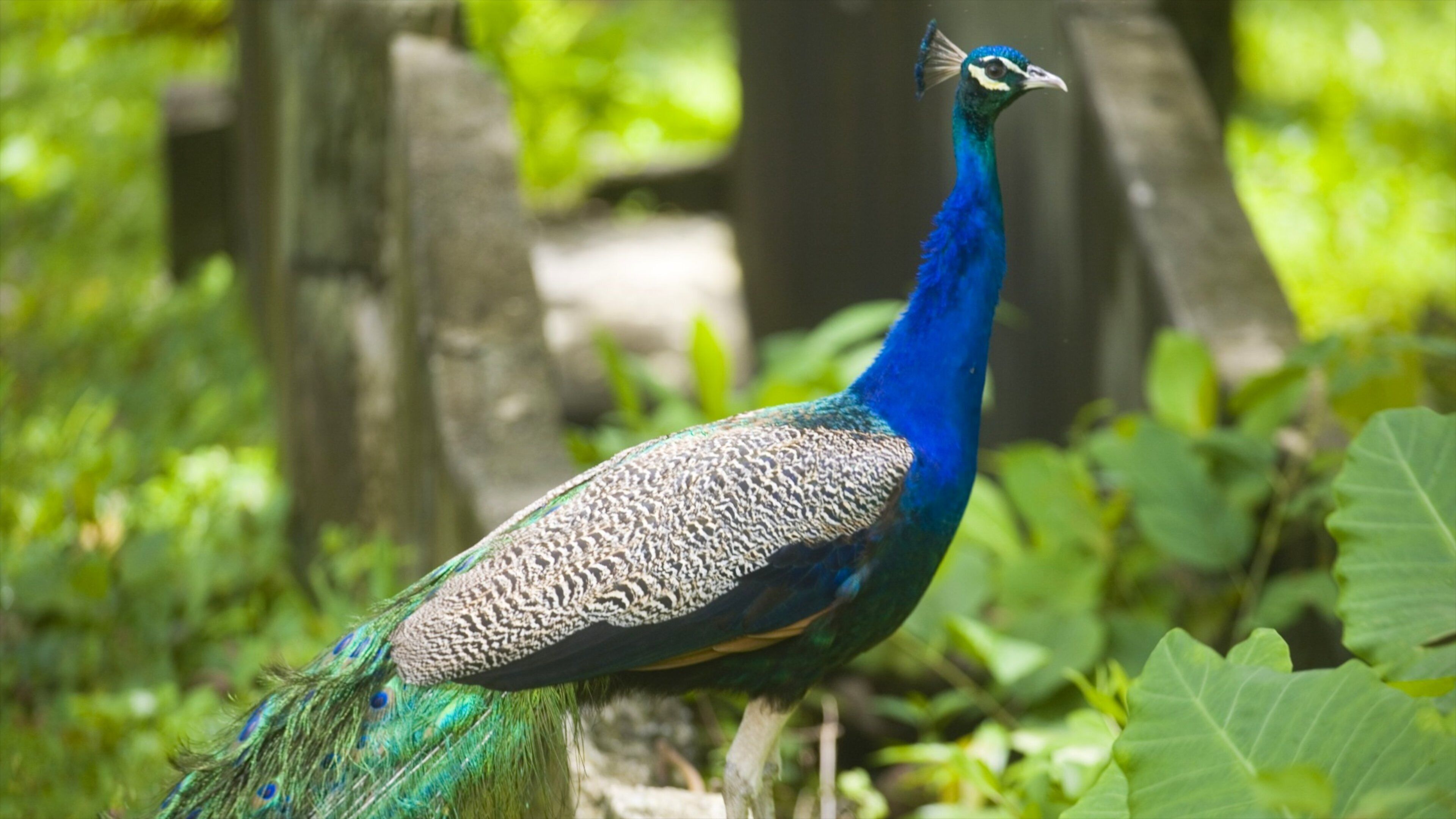 Somerset Falls featuring bird life and zoo animals