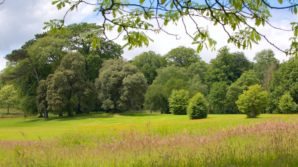 A lush green park with a variety of trees, a grassy field, and a small pond.