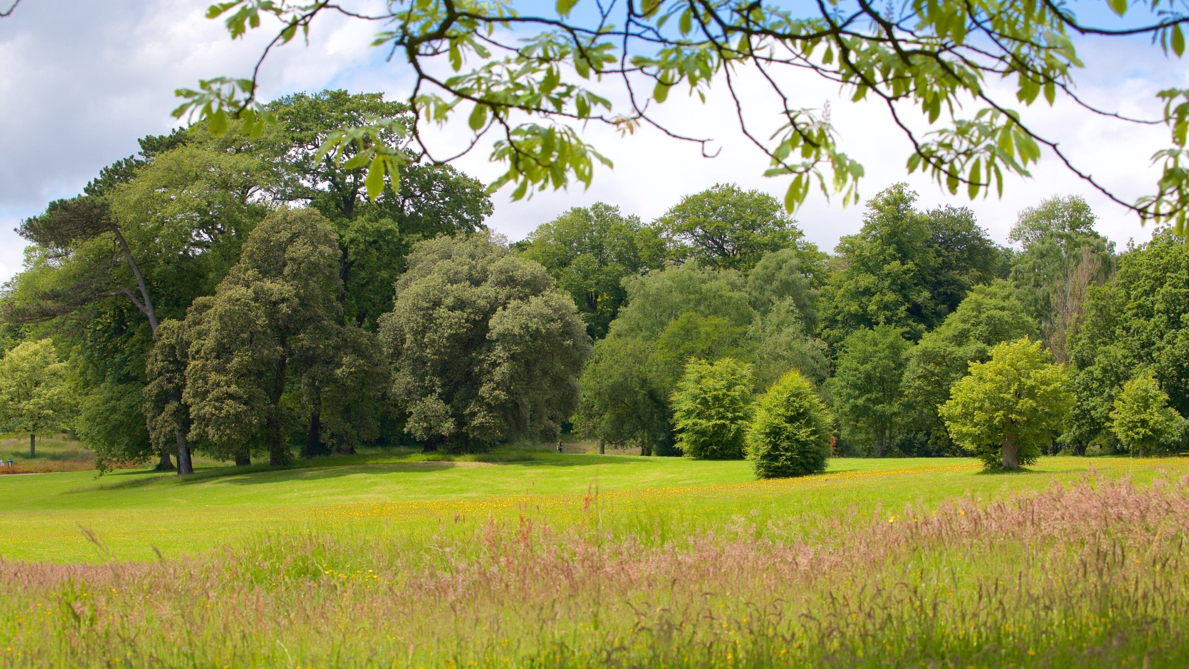 A lush green park with a variety of trees, a grassy field, and a small pond.