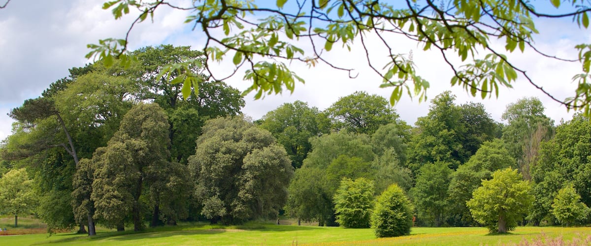 A lush green park with a variety of trees, a grassy field, and a small pond.