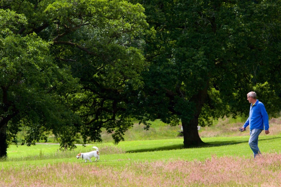 Un hombre pasea a un perro en un campo cubierto de hierba con árboles.