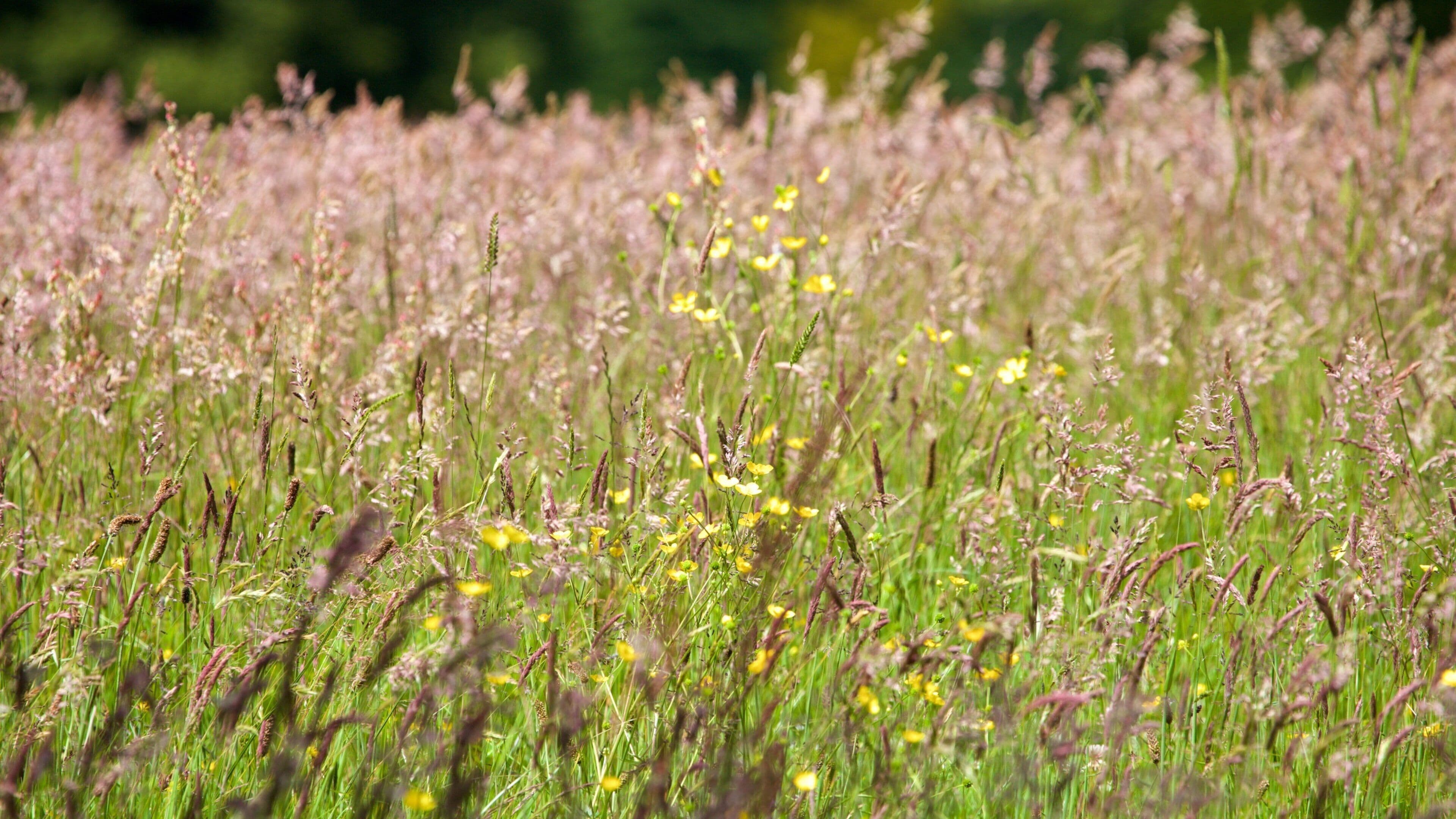 Singleton Park which includes a park