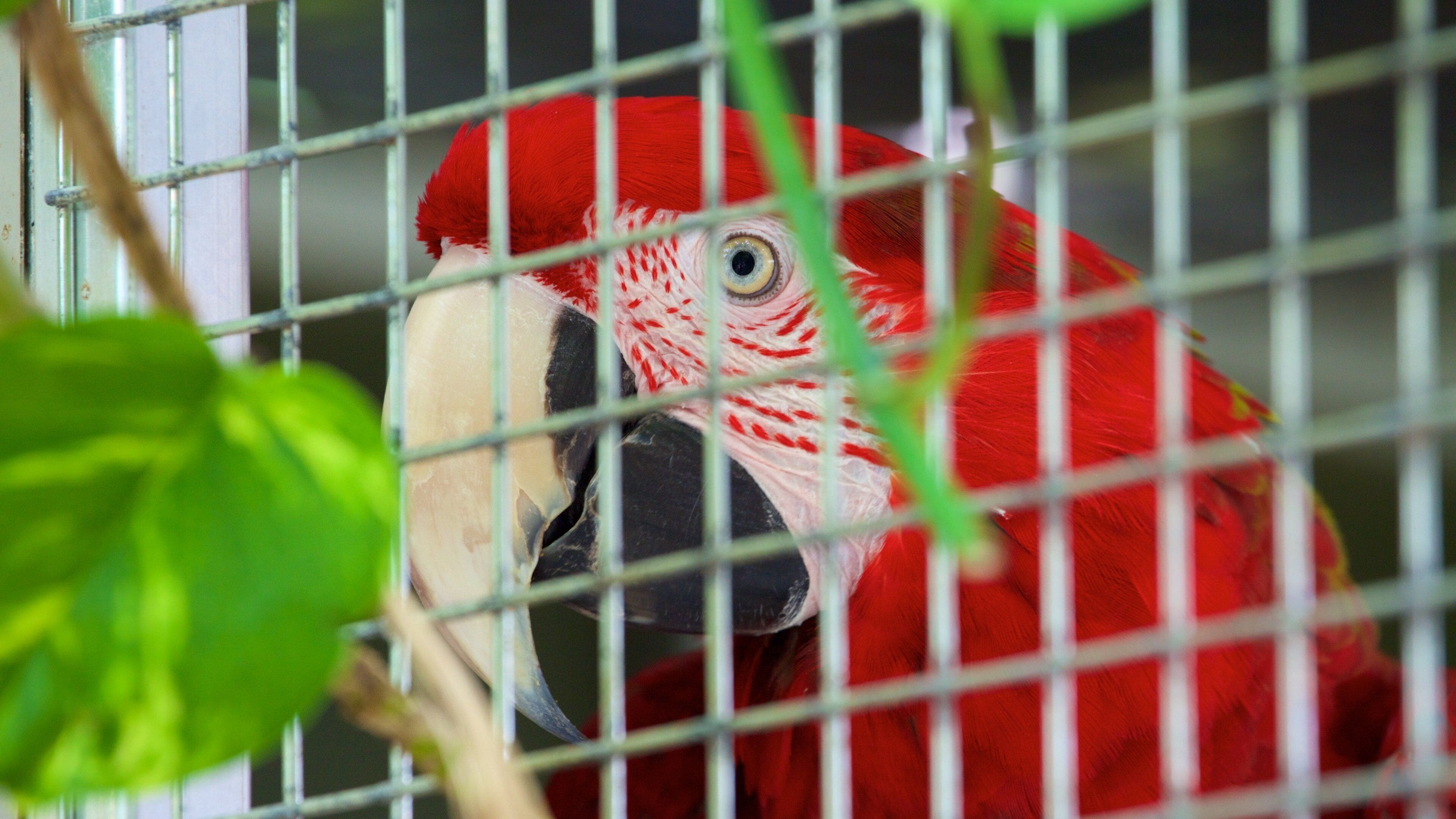 Plantasia featuring zoo animals and bird life