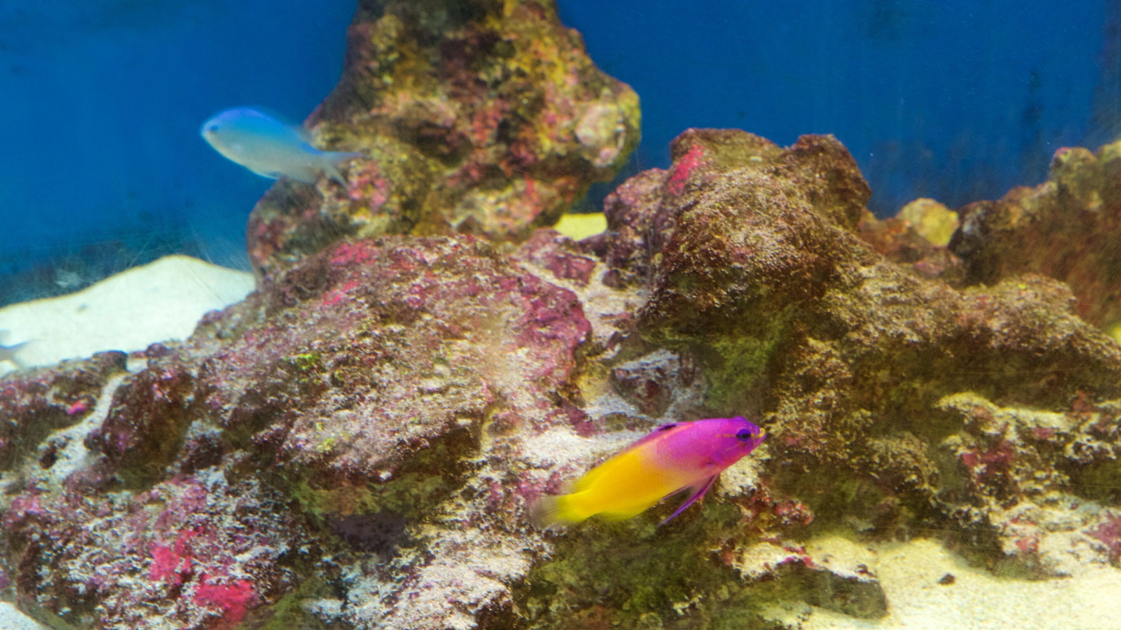 Plantasia which includes marine life