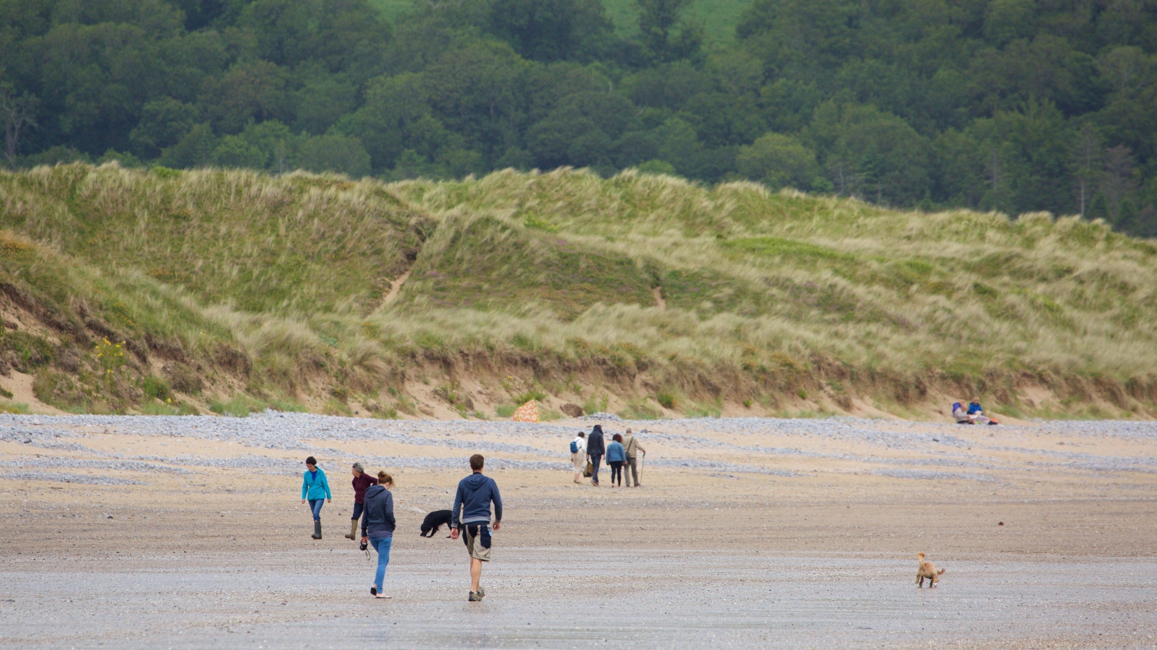 A sandy beach with people walking and a dog.